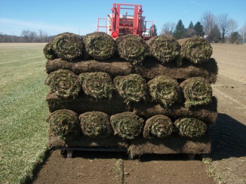 Harvesting-pallet-of-small-rolls-1024×768