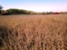 Soybeans-ready-to-harvest