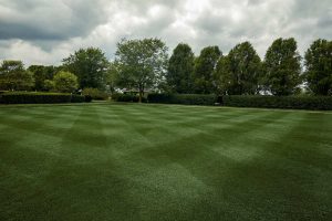 lawn made of ProVista Kentucky Bluegrass sod